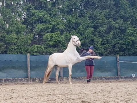 Апартаменты Repos Rouge-Plaisir Au Milieu Des Chevaux Kembs Экстерьер фото